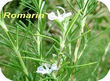 ROMARIN , rosmarinus officinalis, alecrim