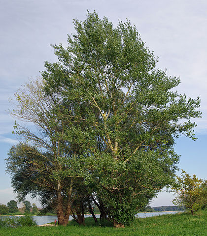 PEUPLIER NOIR, alamo negro, populus nigra, bourgeons,