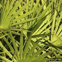 Palmier de Floride, Sabal serrulata, serenoa repens, FRUITS